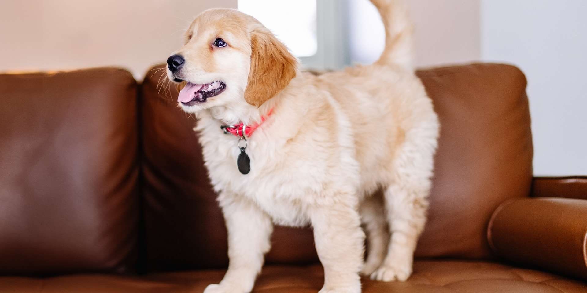 pet